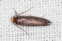 Cephimallota crassiflavella