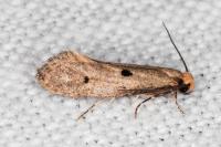 Tinea trinotella