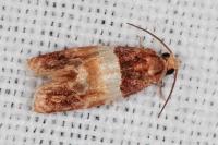Epinotia festivana