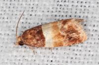 Epinotia festivana