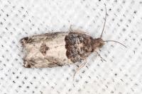 Gypsonoma aceriana