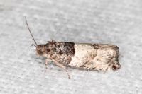 Gypsonoma aceriana
