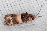 Lobesia bicinctana