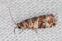 Lobesia botrana