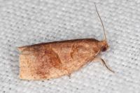Archips rosana