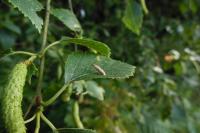 Coleophora serratella