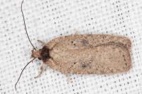 Agonopterix scopariella