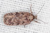 Depressaria incognitella