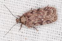 Depressaria incognitella