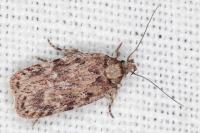 Depressaria incognitella