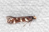 Oxypteryx superbella
