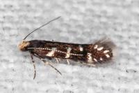 Oxypteryx superbella