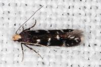 Oxypteryx superbella