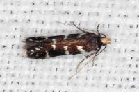 Oxypteryx superbella
