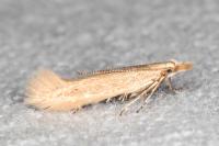 Megacraspedus tristictus