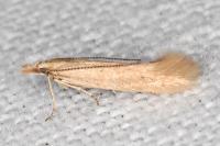 Megacraspedus tristictus