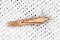 Megacraspedus tristictus