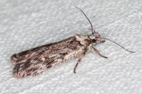 Depressaria floridella
