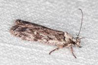 Depressaria floridella