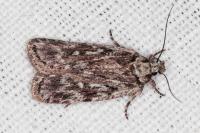 Depressaria floridella