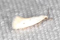 Elachista dispunctella