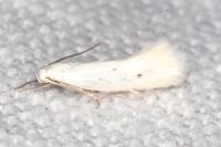 Elachista dispunctella