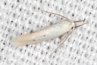 Elachista dispunctella