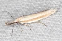Pleurota pungitiella