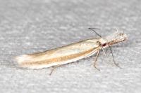 Pleurota pungitiella
