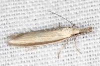 Pleurota pungitiella