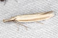 Pleurota pungitiella