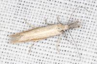 Pleurota pungitiella