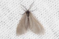 Rebelia plumella surientella