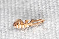 Phyllonorycter lantanella