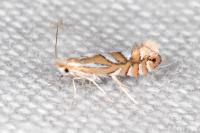 Phyllonorycter lantanella