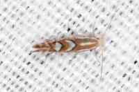 Phyllonorycter lantanella
