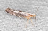 Argyresthia spinosella