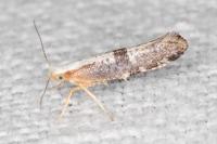 Argyresthia spinosella