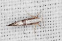 Argyresthia spinosella