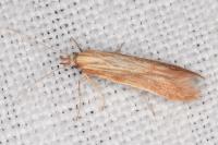 Metzneria