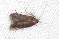 Stomopteryx