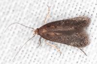 Stomopteryx