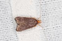 Eurodachtha pallicornella