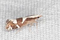 Eidophasia syenitella