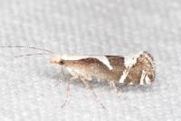 Eidophasia syenitella