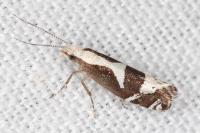 Eidophasia syenitella