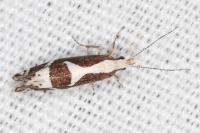 Eidophasia syenitella