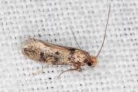 Tinea basifasciella