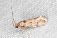 Tinea basifasciella