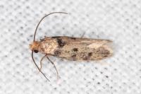 Tinea basifasciella